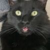 vegaskitty